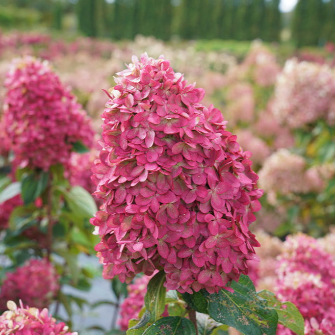 Panicle Hydrangea Limelight Prime®