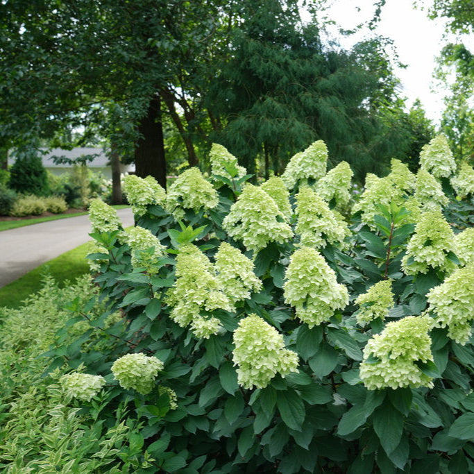Panicle Hydrangea Limelight Prime®