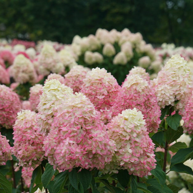 Panicle Hydrangea Limelight Prime®