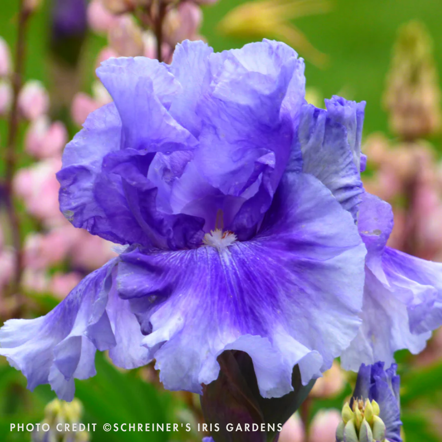 PERENNIAL 'No Count Blues' Iris – Seedy's Plants
