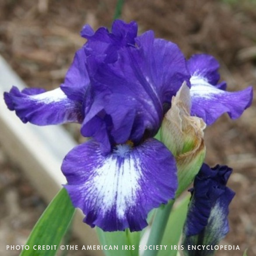 PERENNIAL 'Starwoman' Iris