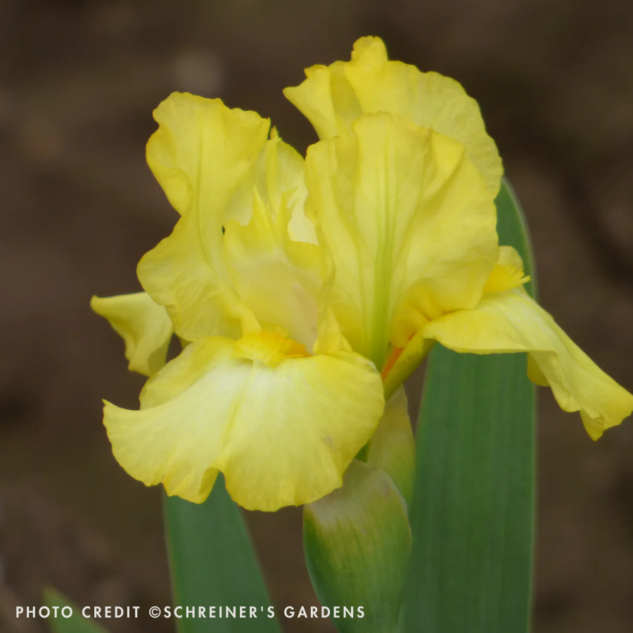 PERENNIAL 'Limonada' Iris