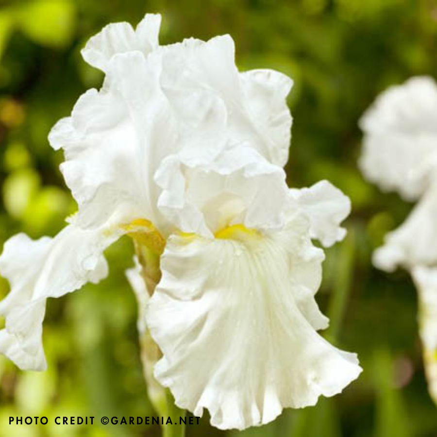 PERENNIAL 'Immortality' Iris