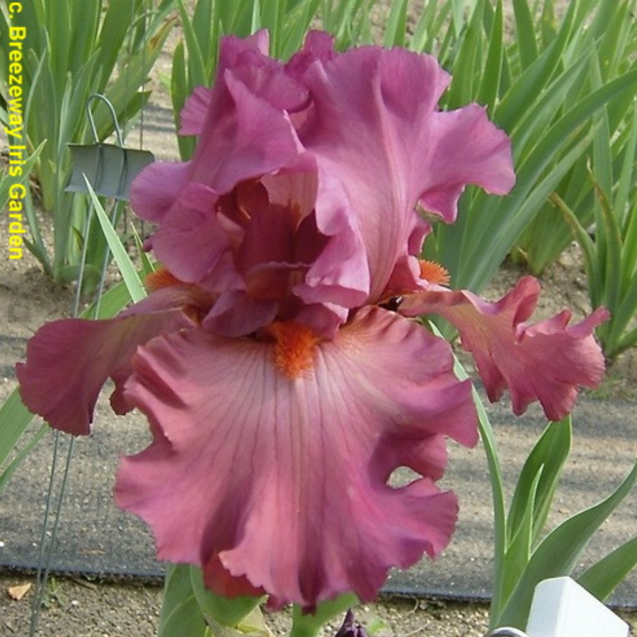 PERENNIAL 'Code Red' Iris