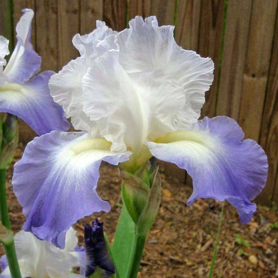 PERENNIAL 'Clarence' Iris