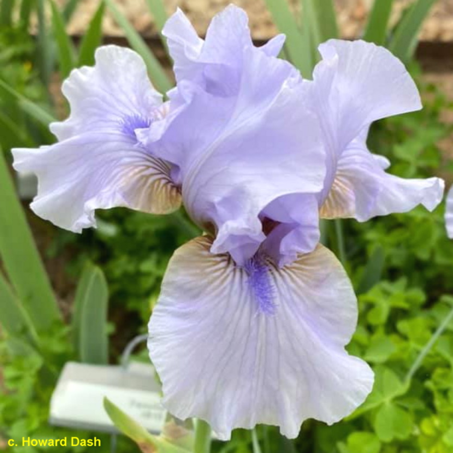 PERENNIAL 'August Treat' Iris