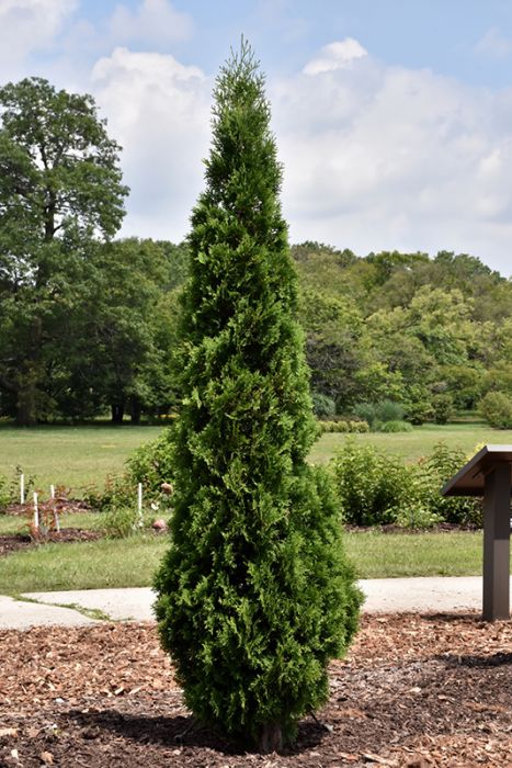 Tall coniferous tree in a garden setting with a clear sky