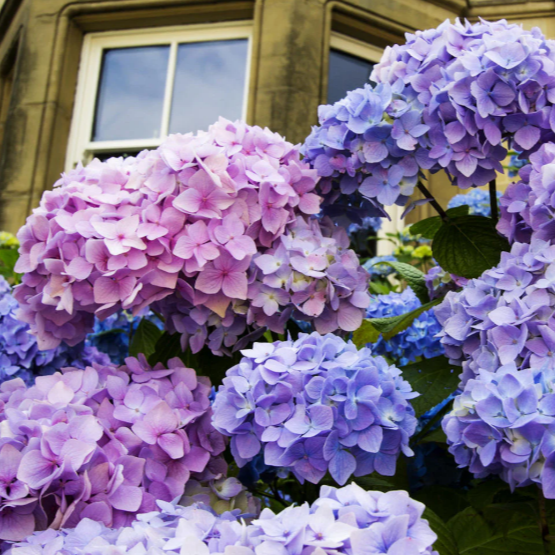 Close-up of purple and blue hydrangeas in front of a building