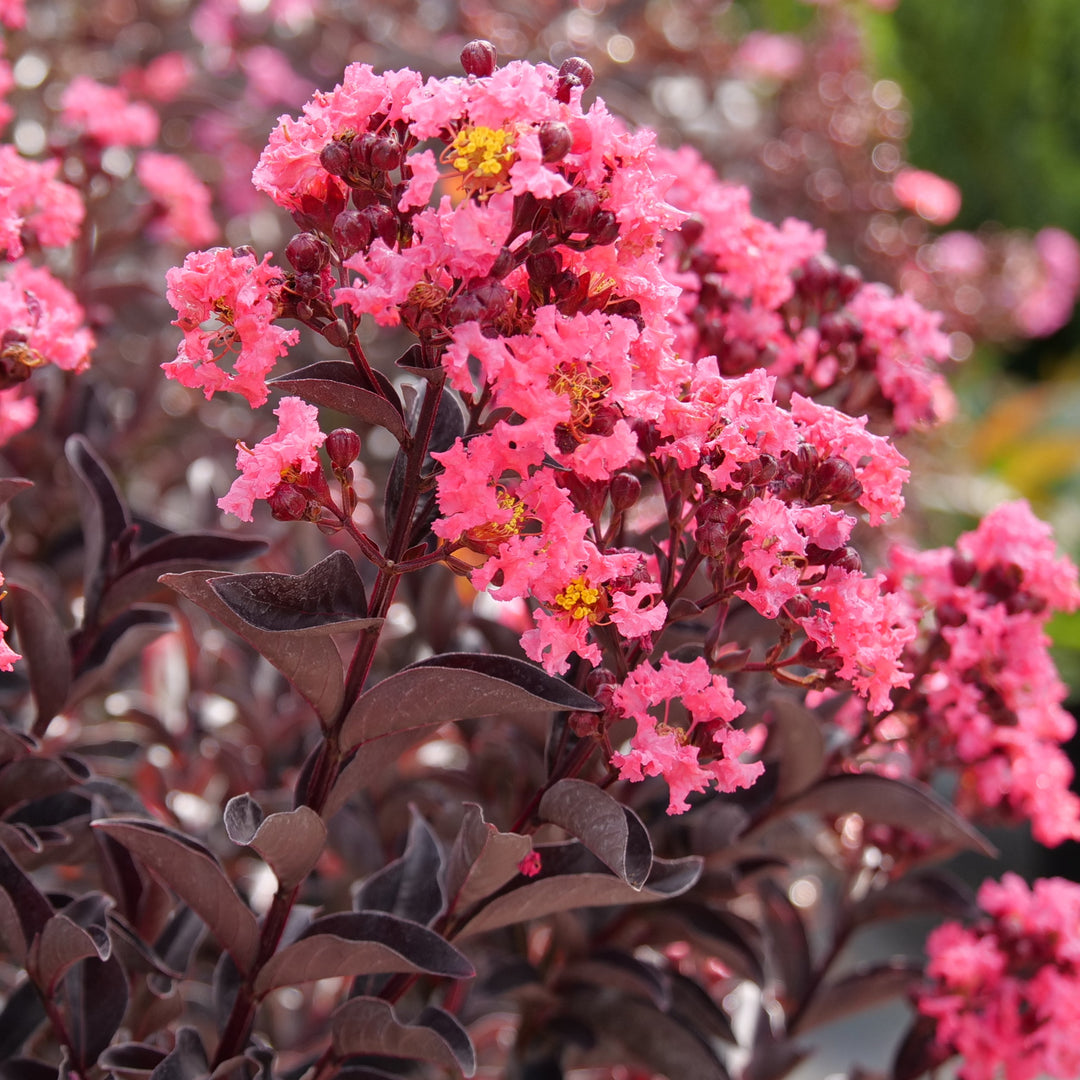 Close-up of pink flowers with a blurred background