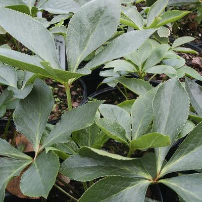 PERENNIAL Lenten Rose