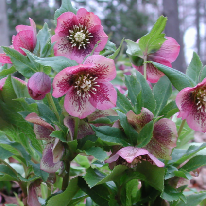 Helleborus 'Pine Knot Select Strain'