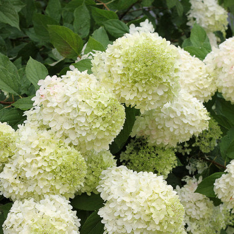Close-up of light green hydrangea flowers with leaves in the background