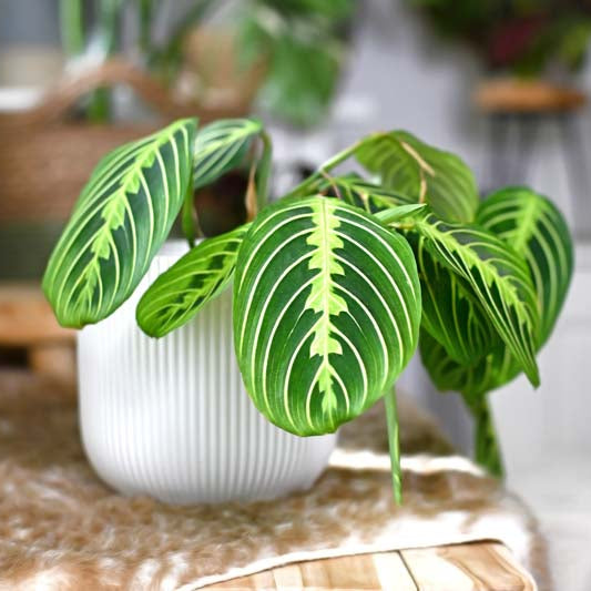 Green leafy plant in a white pot on a wooden surface with a blurred indoor background