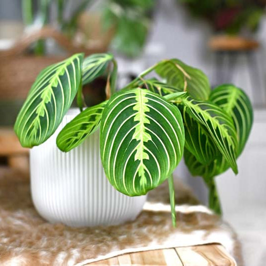Green leafy plant in a white pot on a wooden surface with a blurred indoor background