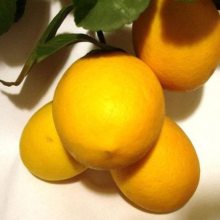 CITRUS Meyer Lemon Tree