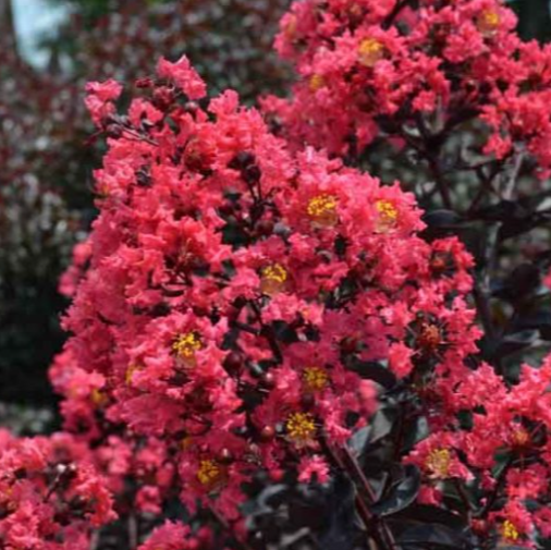 Close-up of vibrant pink flowers with a blurred background