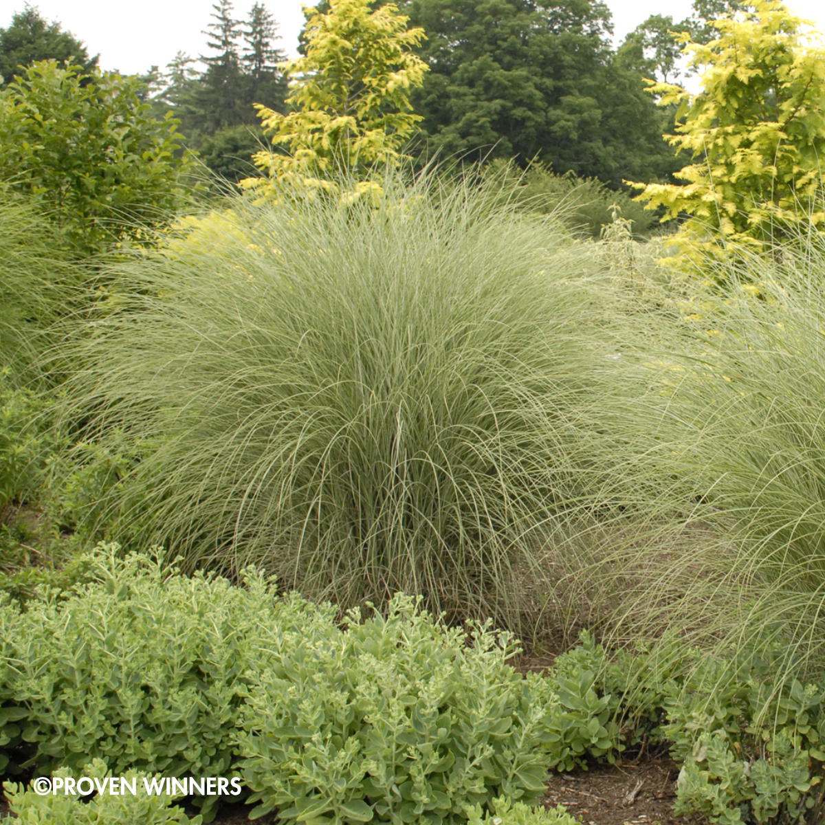 PERENNIAL GRASS 'Morning Light' Maiden Grass