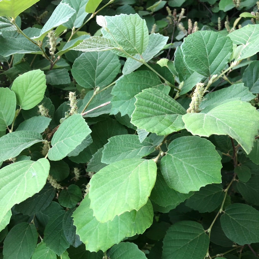 'Mount Airy' Fothergilla