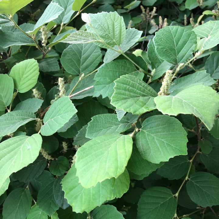 'Mount Airy' Fothergilla