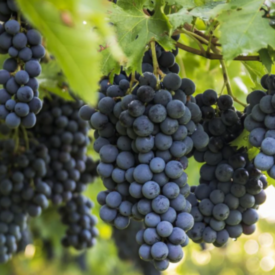NESBITT Muscadine Grape