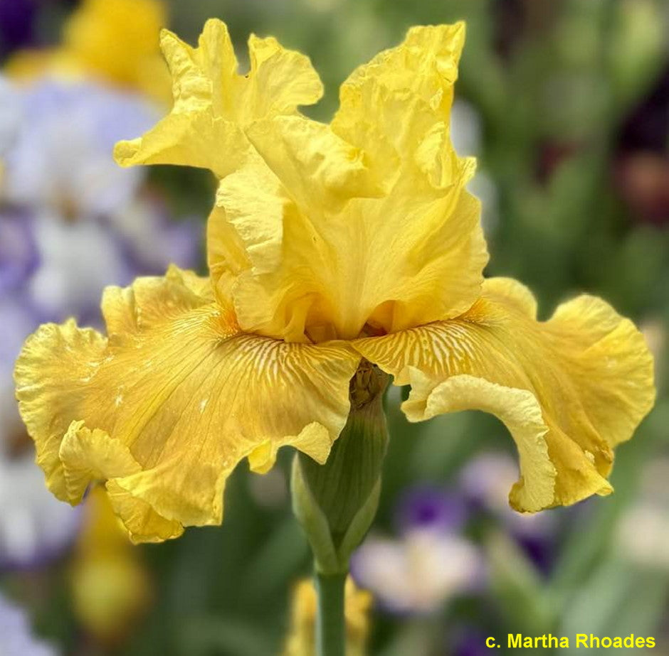PERENNIAL 'Oregon Firestorm' Iris