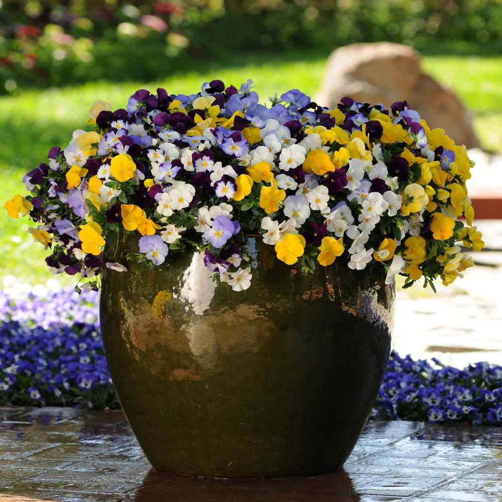 Pansies