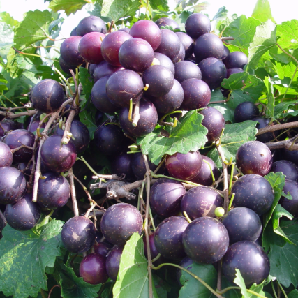Bunch of dark purple grapes on a vine with green leaves.