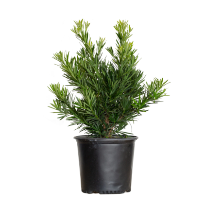 Pringle’s Dwarf Podocarpus (Yew Podocarpus)
