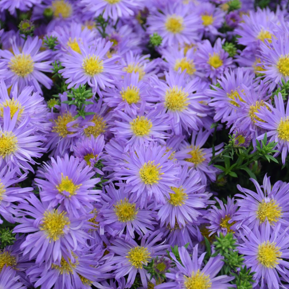 Close-up of purple flowers with yellow centers.