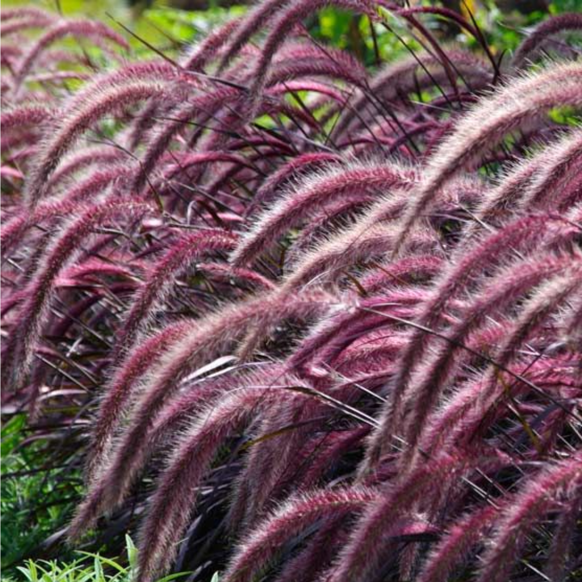 ANNUAL GRASS Purple Fountain Grass