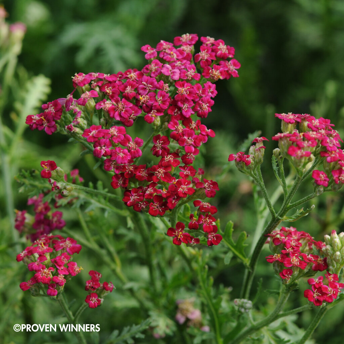 PERENNIAL New Vintage™ Red Yarrow
