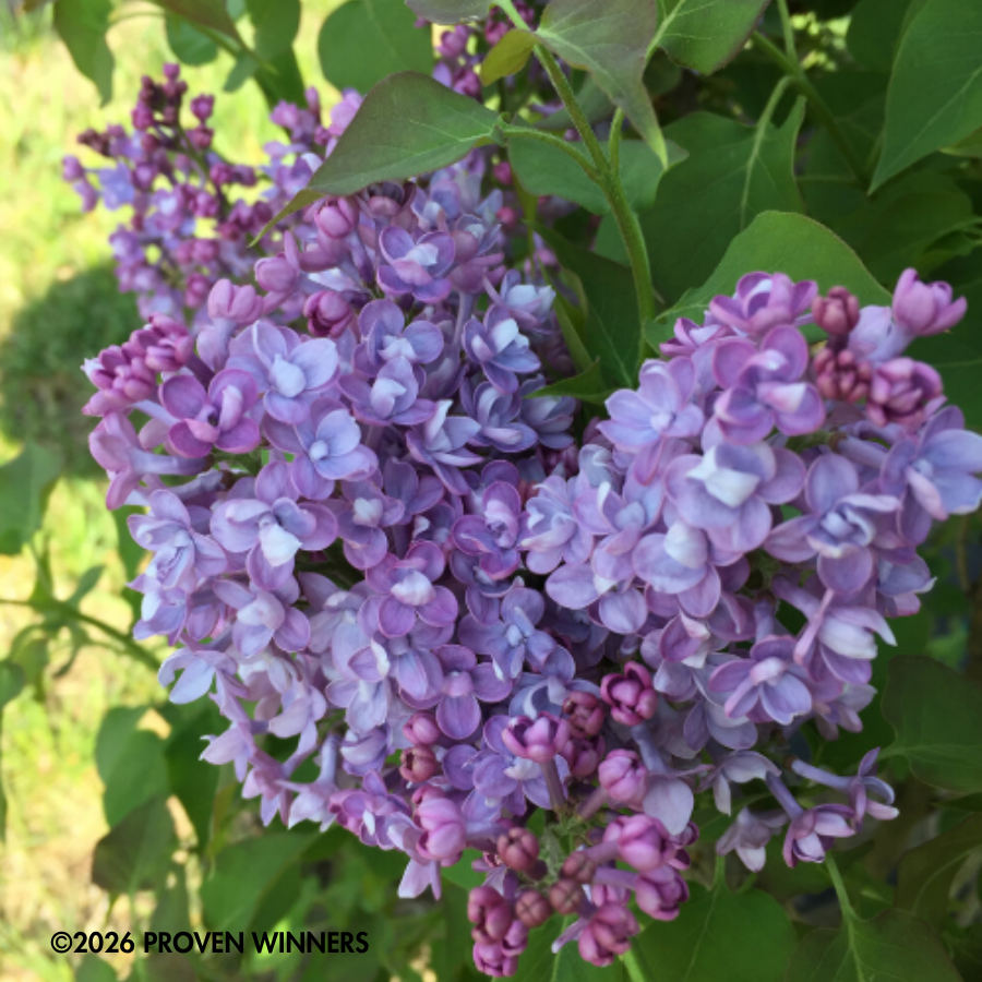 SHRUB Scentara® Double Blue Lilac