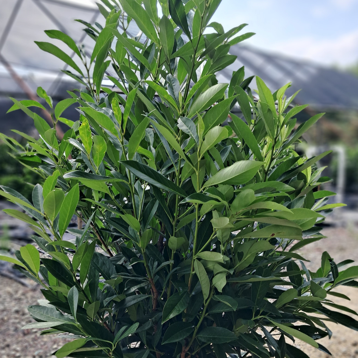 SHRUB Skip Laurel (Schip Laurel)