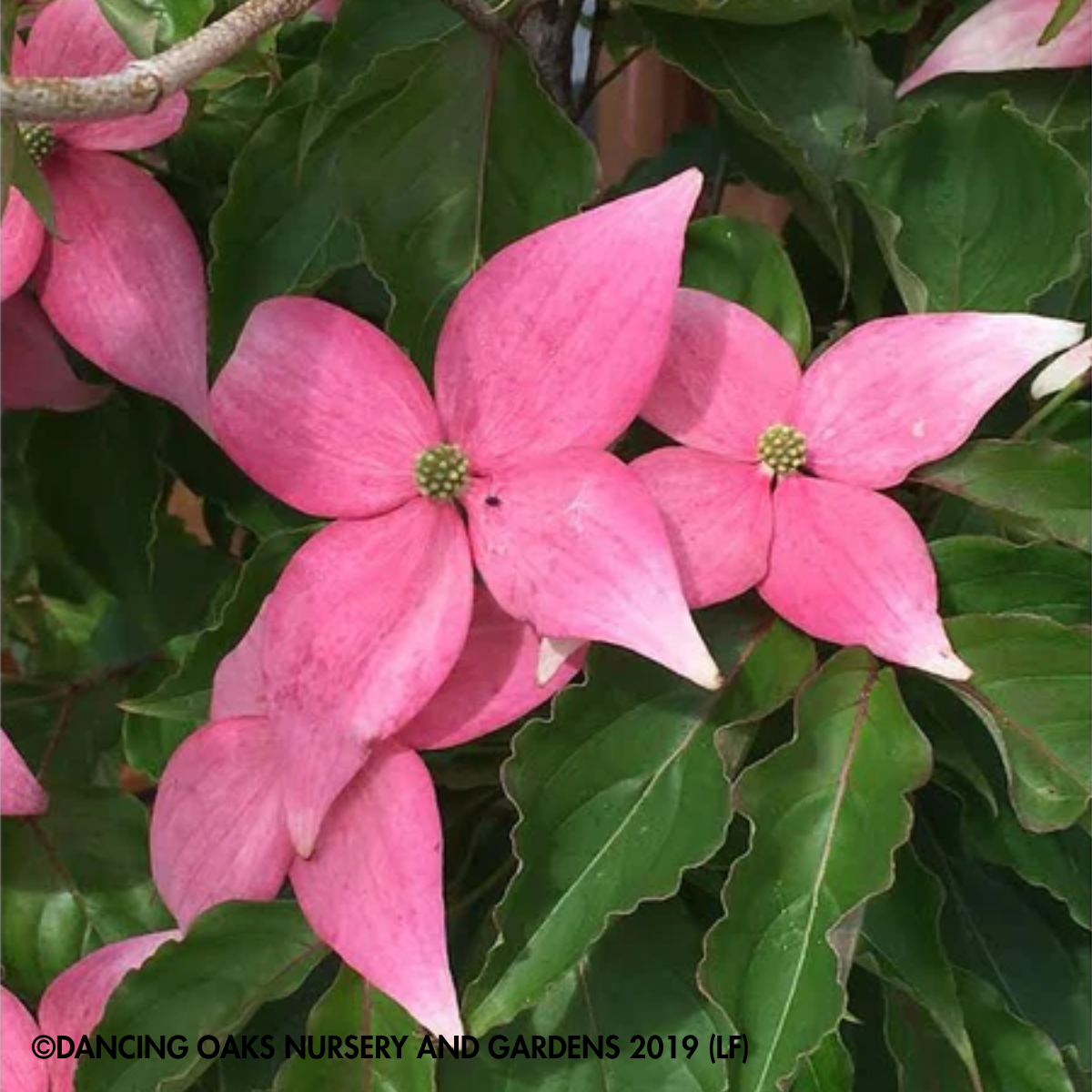 TREE Scarlet Fire® Dogwood