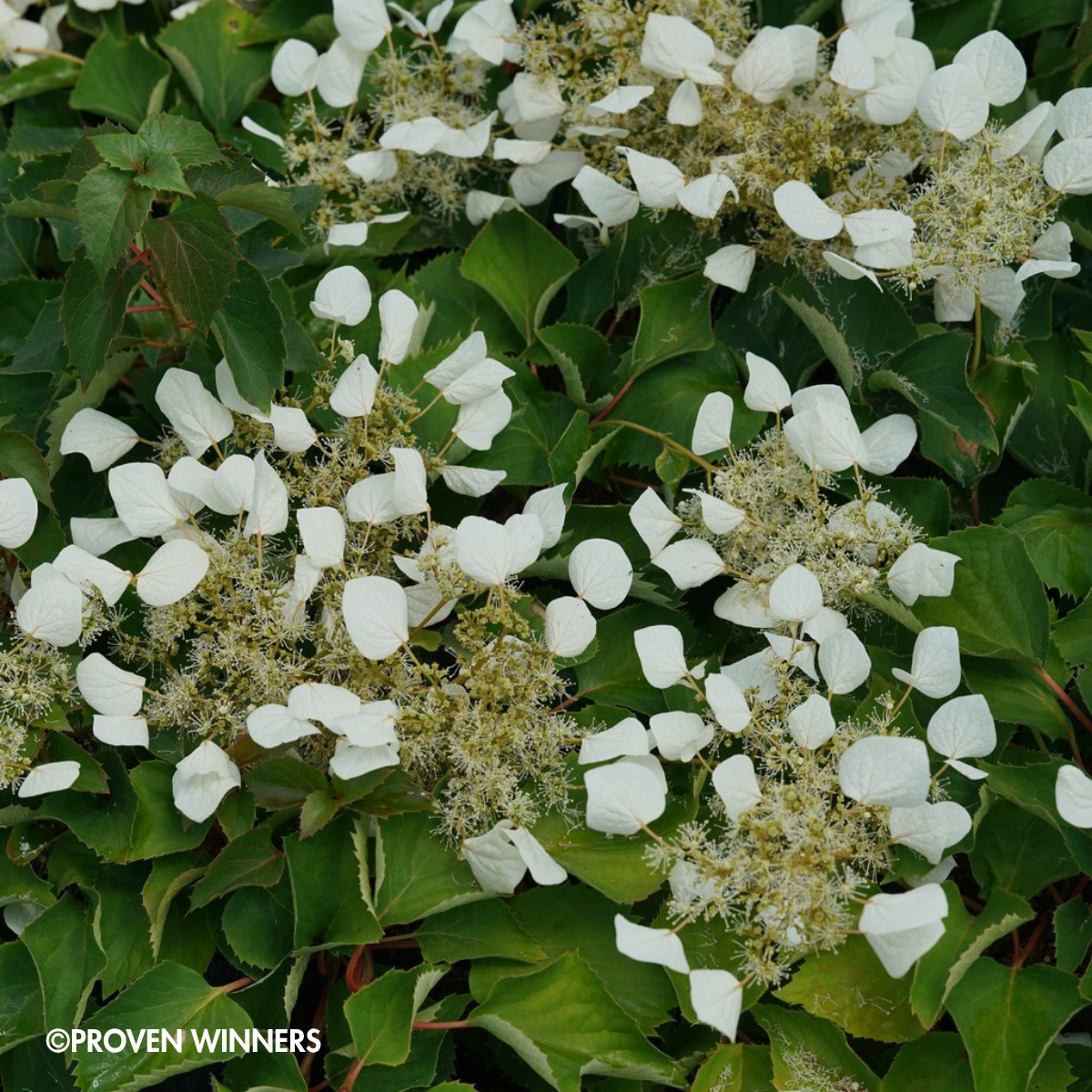 PERENNIAL VINE Flirty Girl™ Climbing Hydrangea