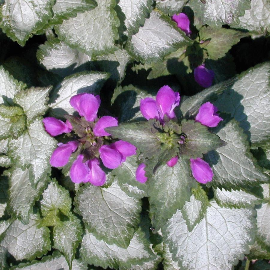 PERENNIAL 'Purple Dragon' Dead Nettle