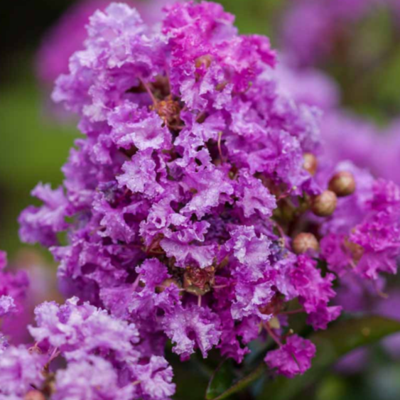 Close-up of purple flowers with a blurred green background