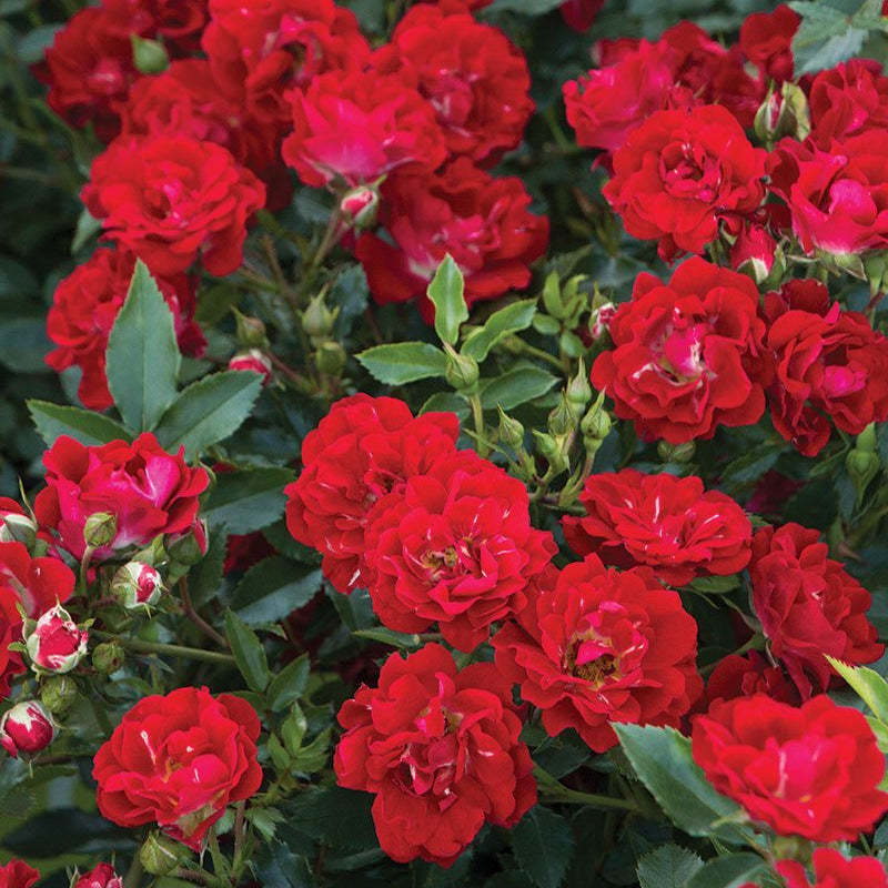 Red Drift® Rose