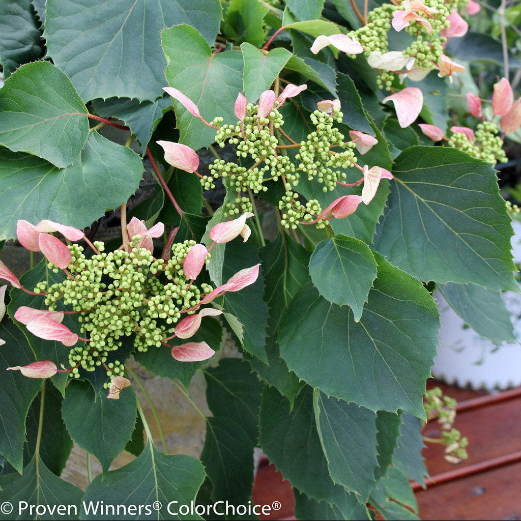 PERENNIAL VINE Rose Sensation™ Climbing Hydrangea