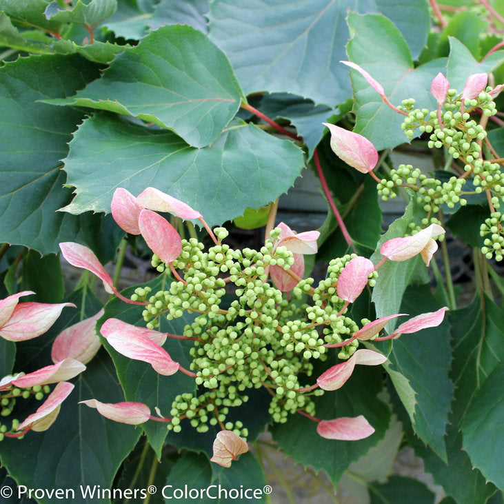 PERENNIAL VINE Rose Sensation™ Climbing Hydrangea