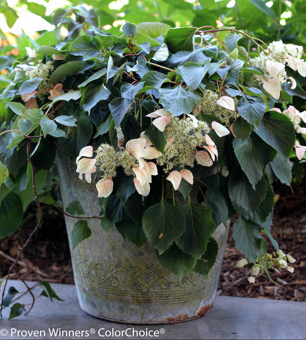 PERENNIAL VINE Rose Sensation™ Climbing Hydrangea