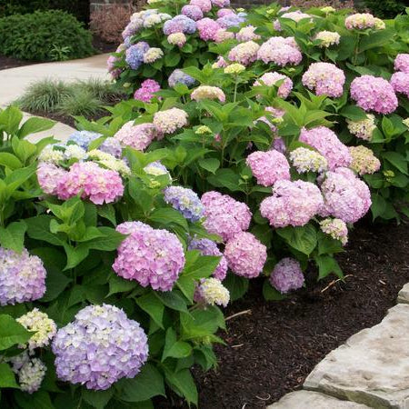 Bouquet of pink, purple, and white hydrangeas in a garden setting with stone path.