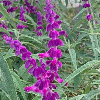 Mexican Bush Sage