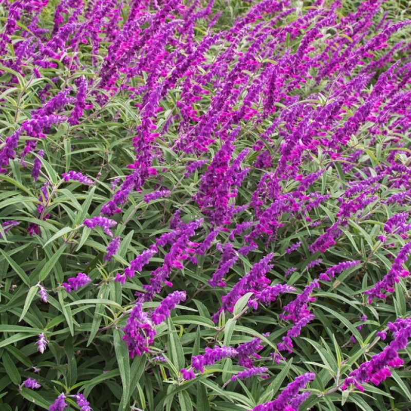 Mexican Bush Sage