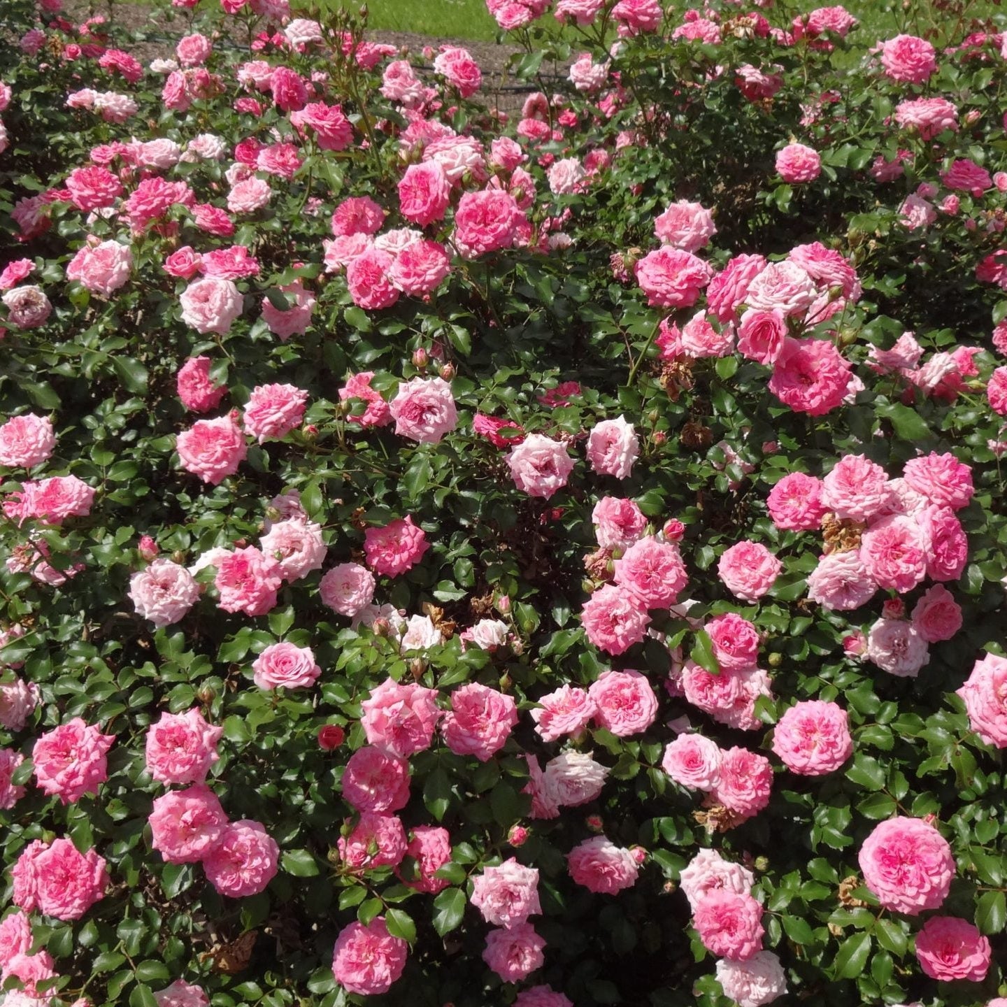 Sweet Drift® Rose