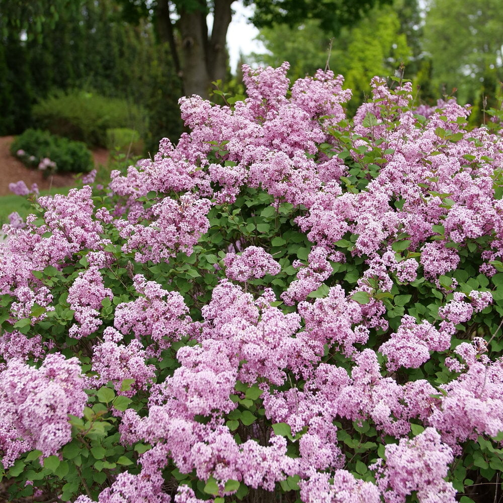 Bloomerang Purpink® Reblooming Lilac