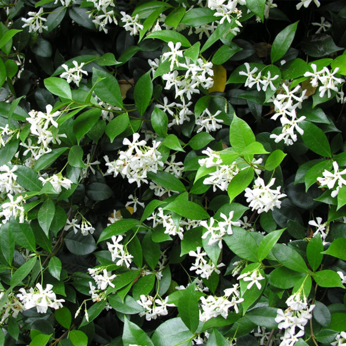 PERENNIAL VINE 'Confederate' Jasmine