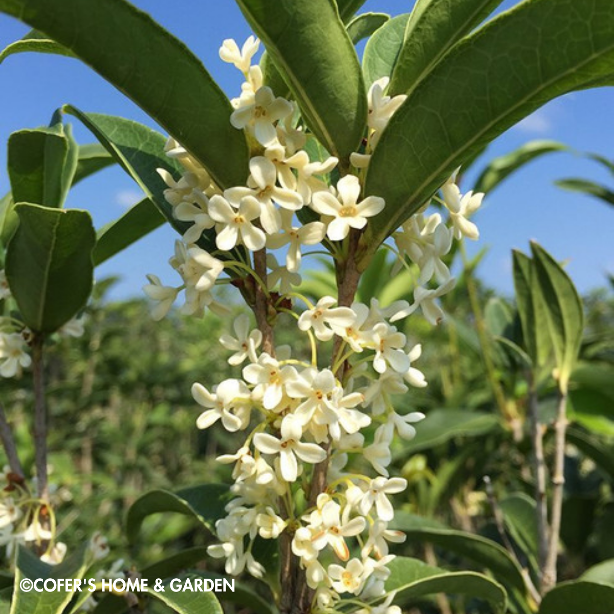 SHRUB Fragrant Tea Olive