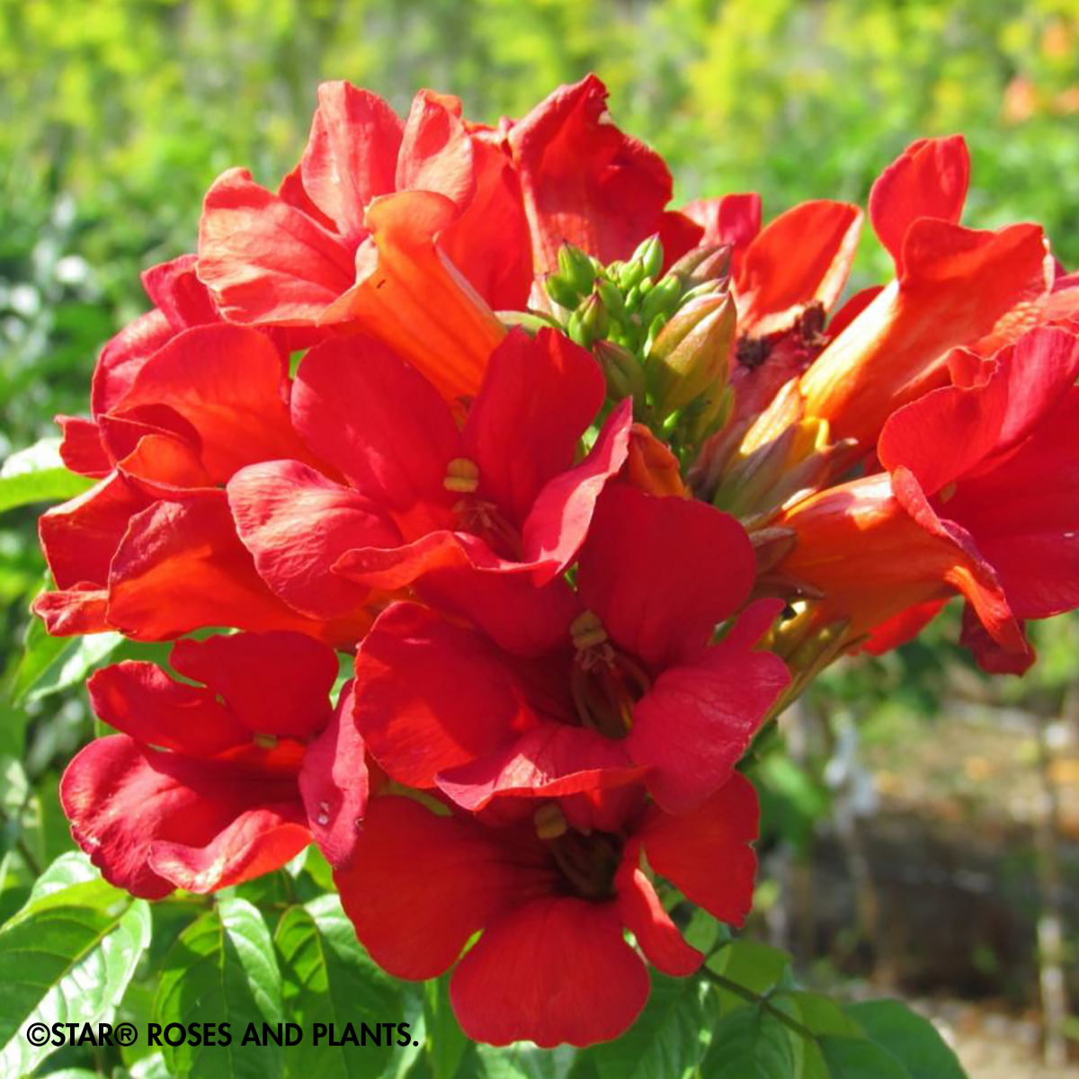 PERENNIAL VINE Summer Jazz™ Fire Trumpet Vine
