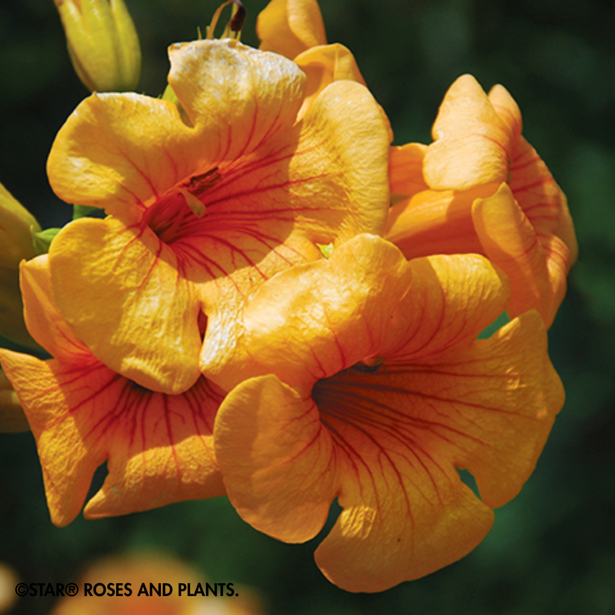 PERENNIAL VINE Summer Jazz™ Sunrise Gold Trumpet Vine